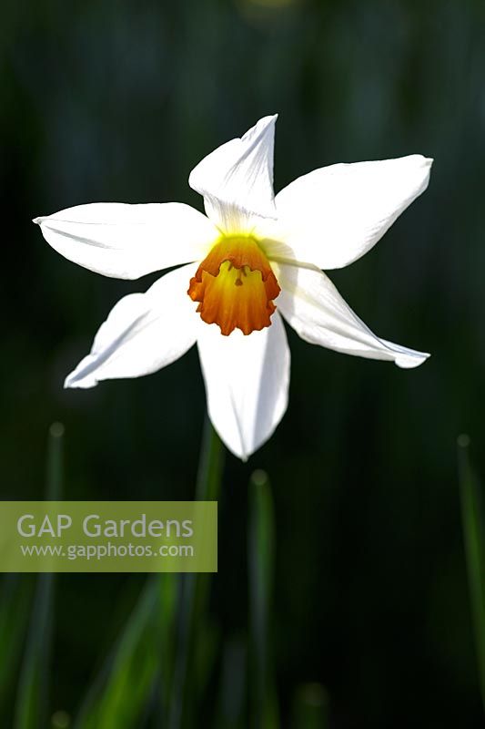 Narcissus poeticus var. recurvus, faisans oeil jonquille