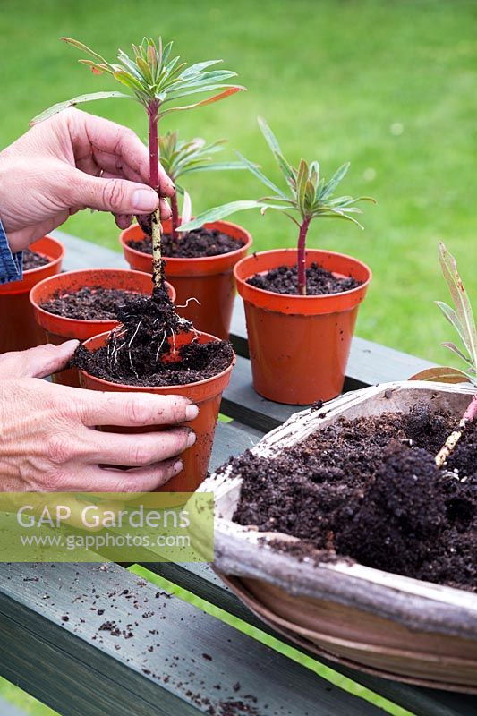 Planter des boutures racinées individuelles d'Euphorbia x martinii dans des pots séparés
