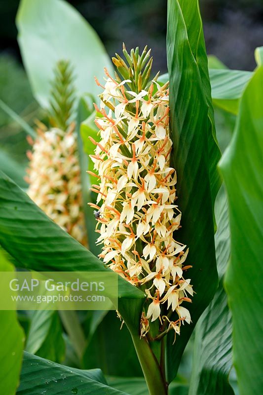 Hedychium densiflorum 'Stephen' - gingembre