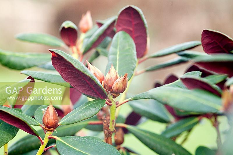 Rhododendron 'Vin et Roses'