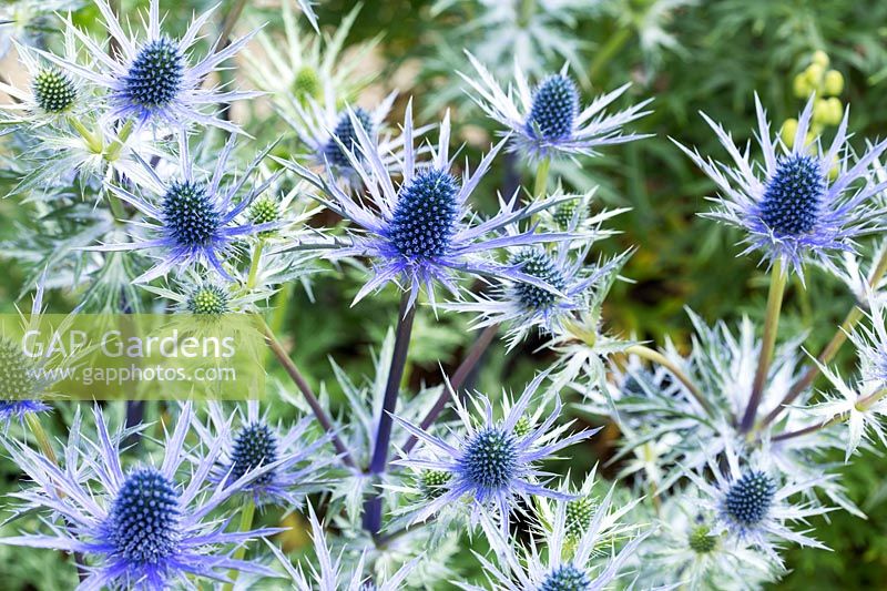 Eryngium x zabelii 'Big Blue' - Houx de mer