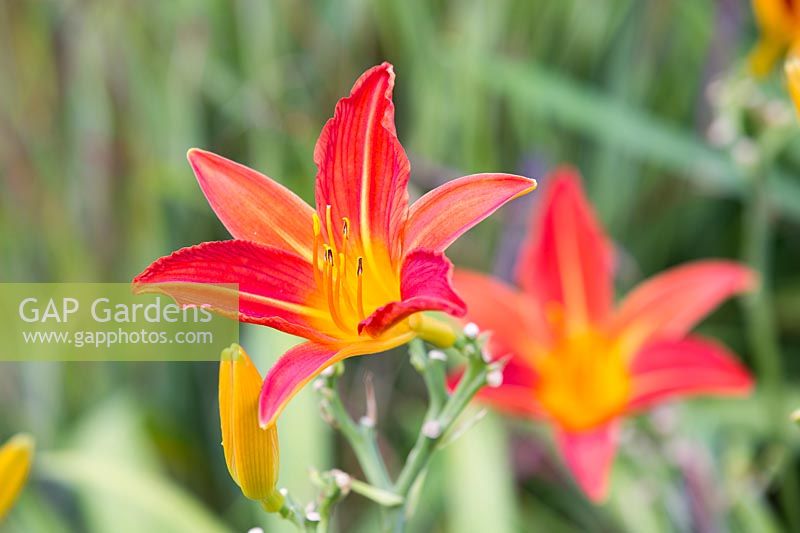 Hemerocallis 'Red Precious' fleurit en août