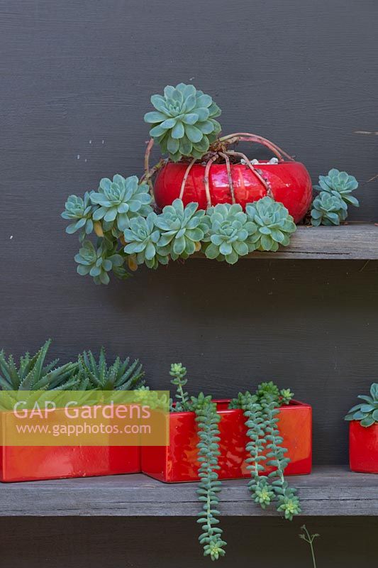 Une exposition de cactus et plantes succulentes dans une variété de pots vitrés rouges sur des étagères en bois recyclé