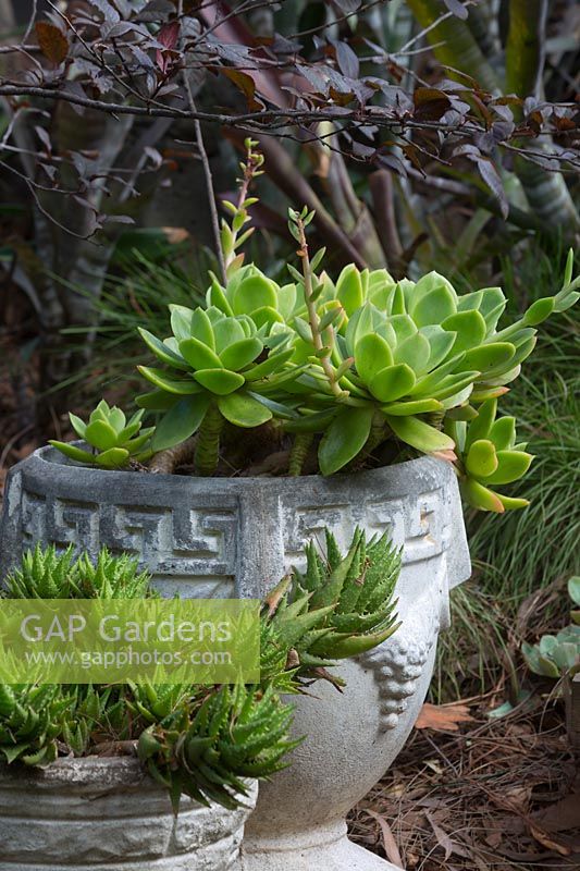 Deux pots en ciment coulé rétro rustique avec un Aloe juvenna, un aloès à dents de tigre et une espèce d'Echeveria avec des feuilles charnues vert vif.