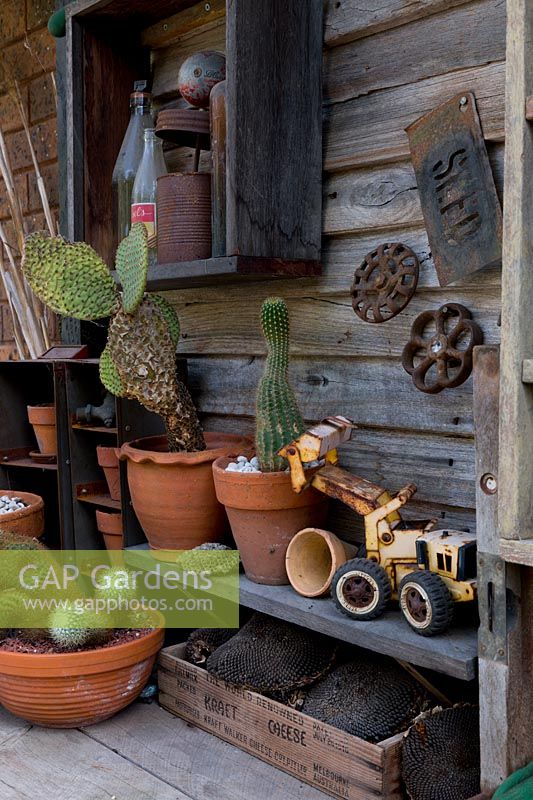 Mur et étagère en bois rustique avec une collection de cactus en pot, une pelle jouet et des éphémères de la vieille ferme.
