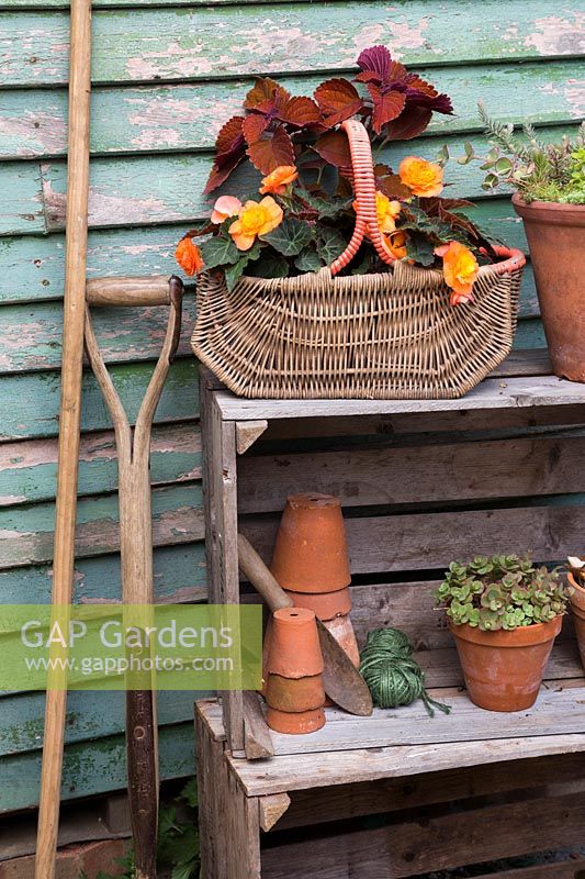 Stockage de jardin rustique avec bégonia, plantes succulentes et coleus