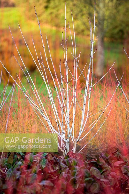 Combinaison d'hiver colorée avec des érables à écorce de serpent - Acer tegmentosum 'Valley Phantom', cornouillers - Cornus sanguinea 'Midwinter Fire' et Bergenia 'Overture' au Savill Garden, Surrey.