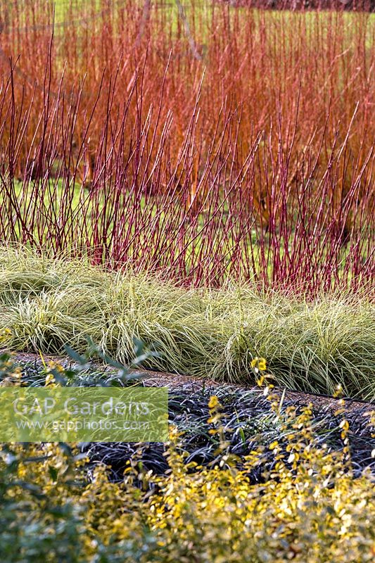 Combinaison d'hiver colorée The Savill Garden, Surrey.
