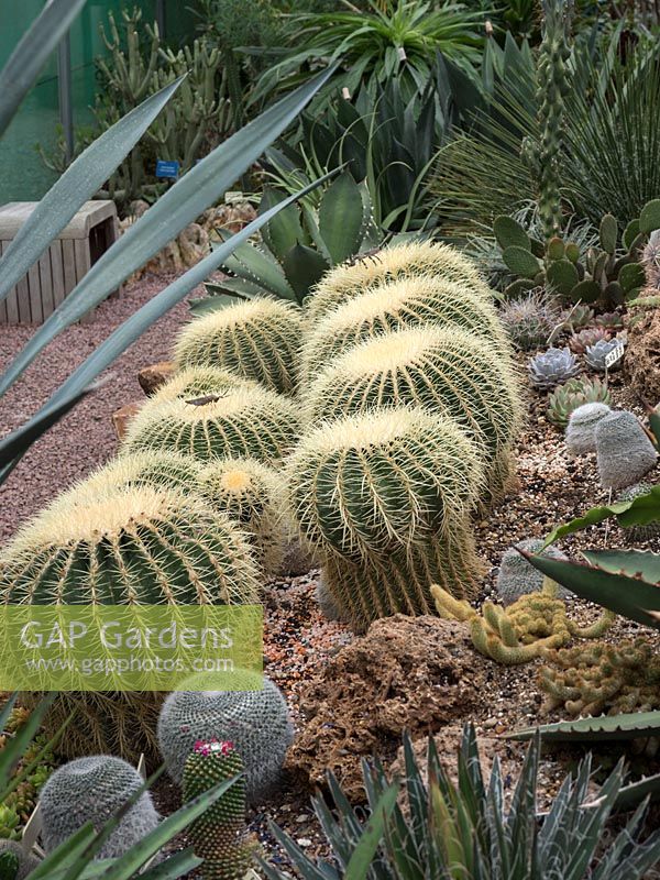 Collection de cactus et succulentes avec Echinocactus grusonii et Mammillaria