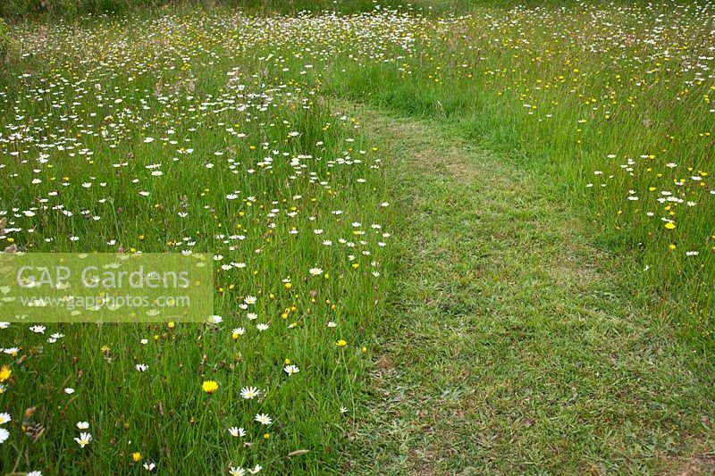 Chemin fauché à travers prairie avec Leucanthemum vulgare - Daisy Ox-eye, Hawkbit et Ranunculus acris - Renoncule des prés