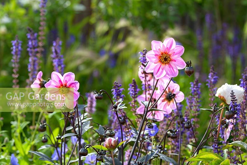 Détail de la salvia pourpre, dahlias simples roses, - The Brewin Dolphin Garden - RHS Chatsworth Flower Show 2017 - Designer: Jo Thompson - Best Free Form Garden