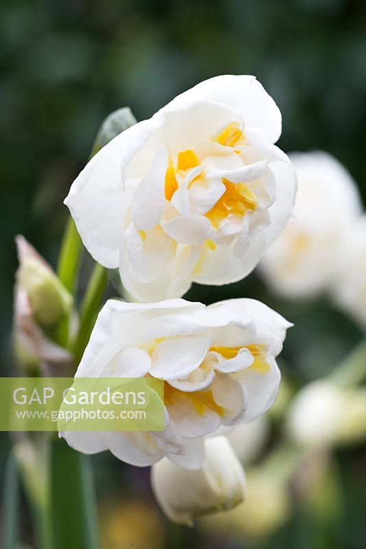 Narcisse 'Couronne nuptiale'