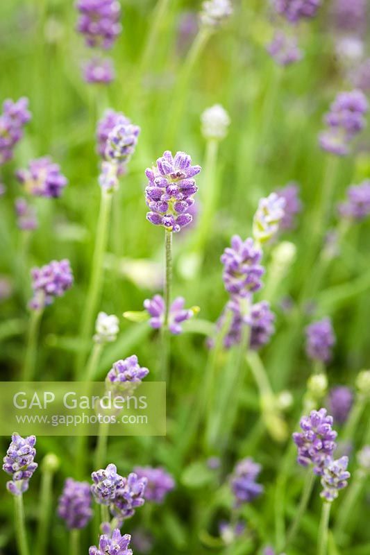 Lavandula angustifolia 'Essence Purple'