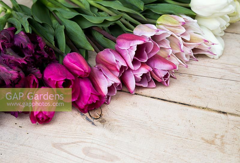 Tulipa 'White Parrot', Tulipa 'White Marvel', Tulipa 'Elegant Lady', Tulipa 'Chrismtas Exotic', Tulipa 'Pretty lady' et Tulipa 'Black Parrot' sur une surface en bois