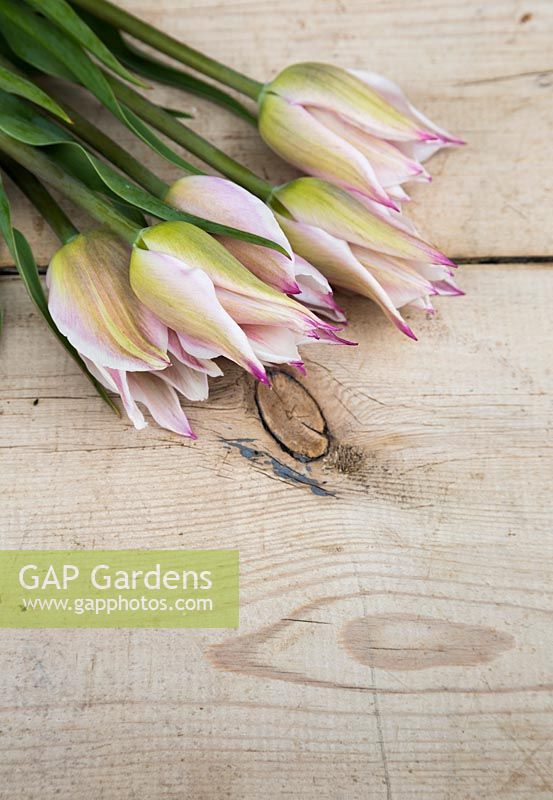 Tulipa 'Elegant Lady' sur une surface en bois