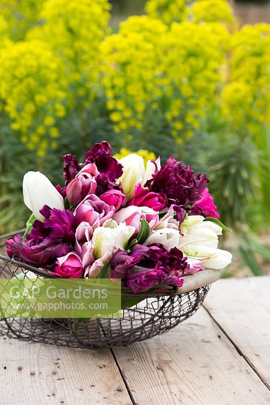 Bouquet fraîchement cueilli de Tulipa 'White Parrot '. Tulipa' White Marvel ', Tulipa' Elegant Lady ', Tulipa' Chrismtas Exotic ', Tulipa' Pretty Lady 'et Tulipa' Black Parrot 'dans un panier métallique