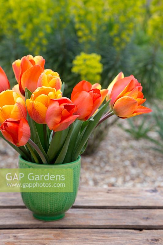 Tulipa 'Sunlover' et Tulipa 'Orange Sun' en pot vert