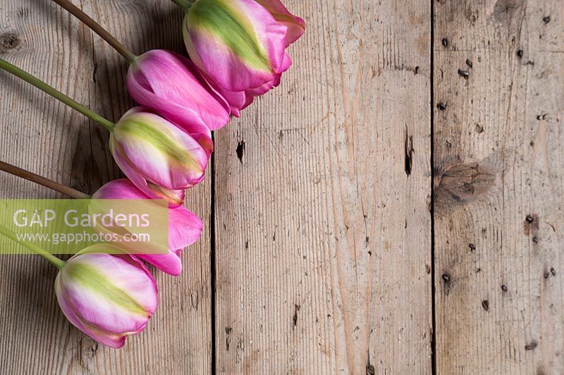 Tulipa 'Groenland' et Tulipa 'Mistress' sur une surface en bois