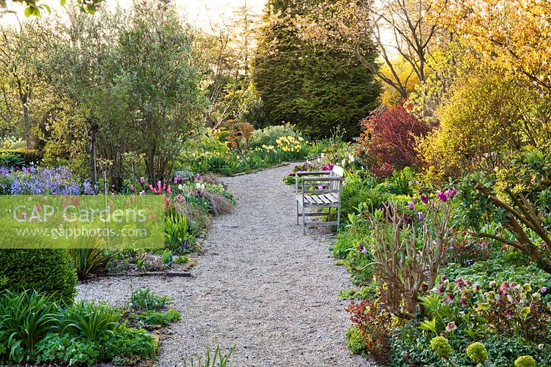 Parterres de printemps d'Euphorbia characias subsp wulfenii - Euphorbe méditerranéenne, Tulipa 'White Triumphator', Tulipa 'Purple Dream', Tulipa 'Mistress' Hyacinthoides hispanica - Bluebell espagnol, Helleborus x hybridus syn. Helleborus orientalis - Hellébore, boîte topiaire.