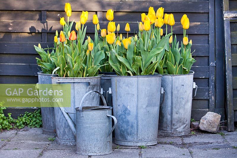 Tulipa 'Conqueror' et Tulipa 'Mystic Garant' en pots