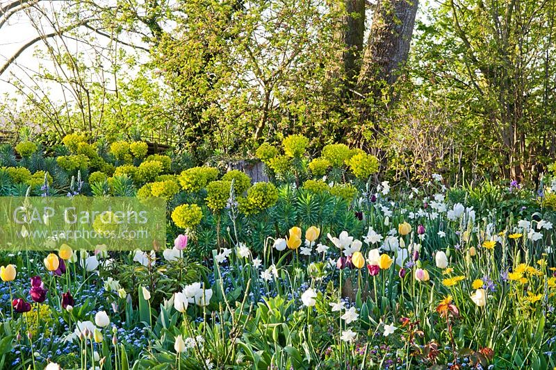Un étalage printanier coloré de tulipes, jonquilles, euphorbe méditerranéenne, alliums, ne m'oubliez pas. Création: Thea Maldegem