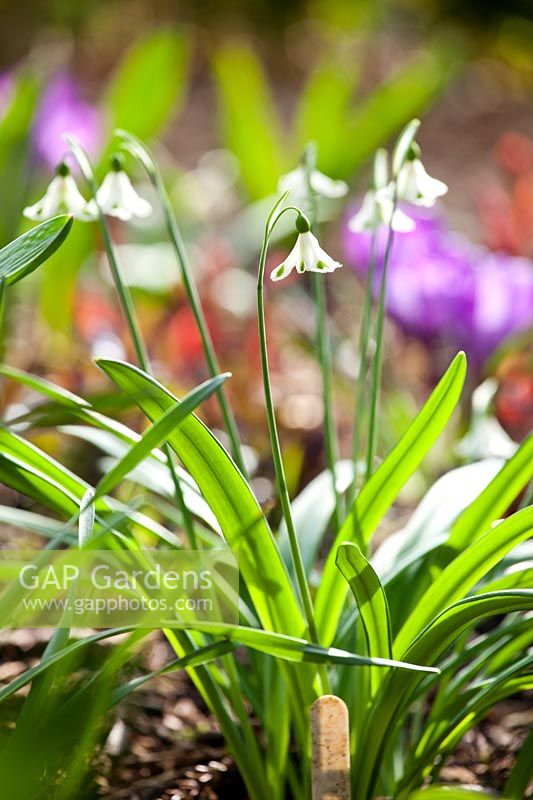 Galanthus 'Trymposter'