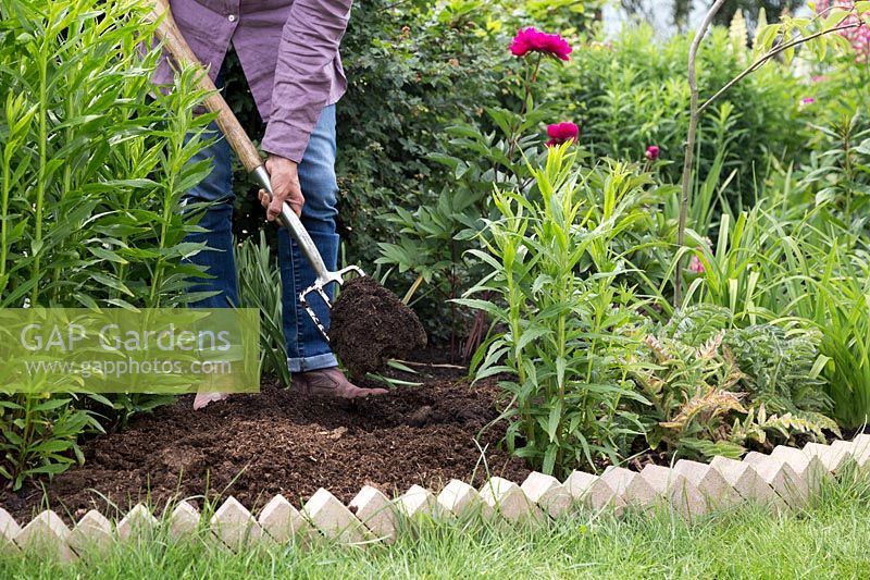 Ajouter du fumier dans le parterre de fleurs avec une fourchette pour améliorer le sol