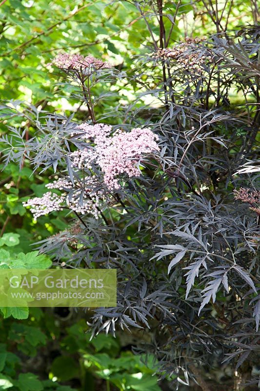 Sambucus nigra 'Black Lace'