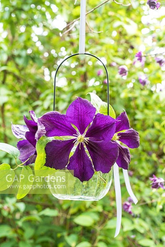 Clématite 'Etoile Violette' disposée dans un photophore en verre suspendu
