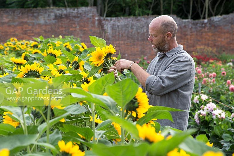 Patrick Cadman coupe Helianthus en été pour l'arrangement floral