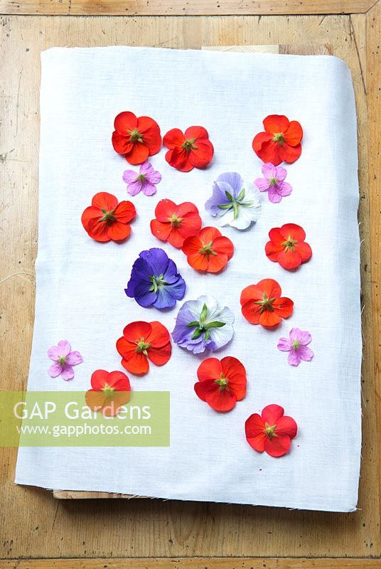 Impression sur tissu avec des fleurs fraîches. Retirez les tiges des capitules et posez les fleurs face vers le bas sur votre tissu selon le motif que vous souhaitez.