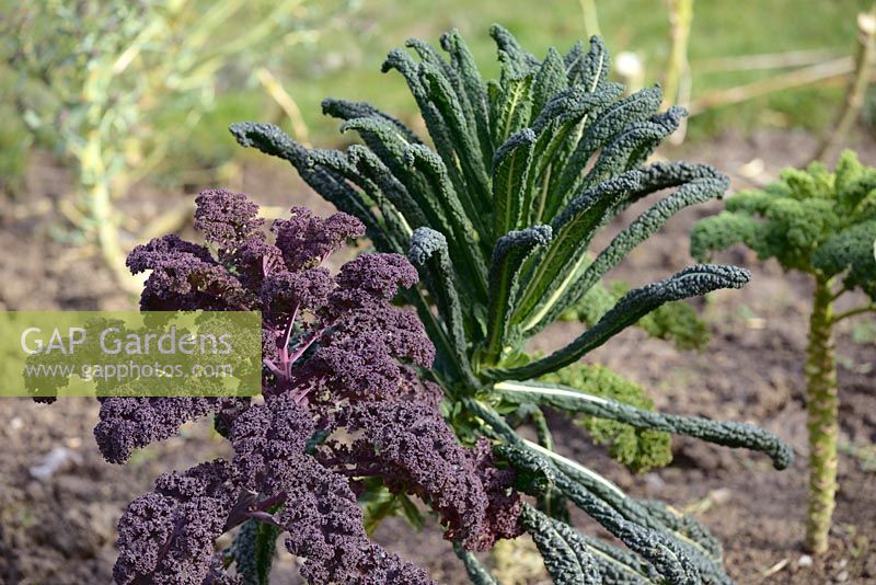 Brassica oleracea var. acephala 'Scarlet' - Kale pourpre et Kale noir 'Nero di Toscana' en hiver, Pays de Galles, Royaume-Uni