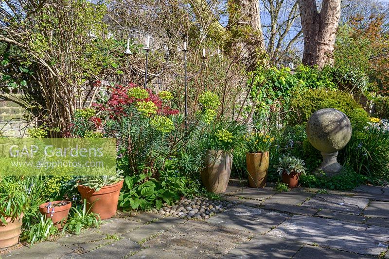 Une vue sur le jardin avec des arbres matures, Acer, Euphorbia, lierre sur le mur, plantes en pots et globe de pierre architectural sur piédestal