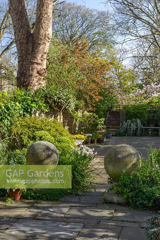 Une vue sur le jardin avec Euphorbia, le lierre envahissant le mur de pierre, des arbres matures, des plantes en pot et deux globes de pierre architecturale sur des piédestaux
