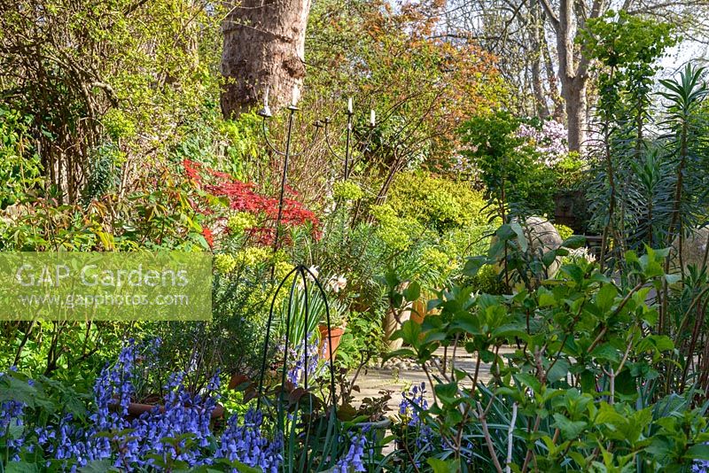 Une vue vers le jardin avec des arbres, Acer, Euphorbias et Bluebells
