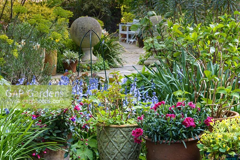 Une vue vers le jardin avec des arbres, Euphorbia, Camellia et pots avec Fuchsia, Altos, magenta Dianthus et Bluebells