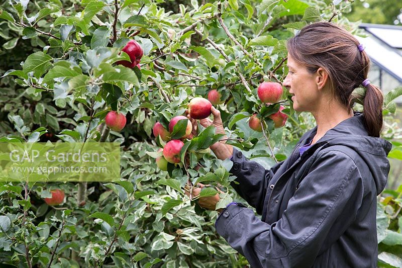 Femme cueillant des pommes à la fin de l'été - Malus 'Discovery'