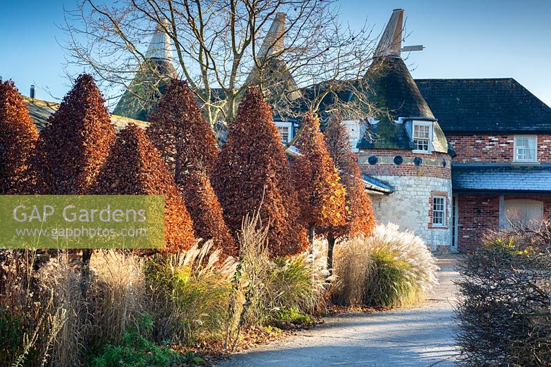 Normes de charme pyramide coupée et herbes en hiver à Bury Courts Gardens, Hampshire, Royaume-Uni.