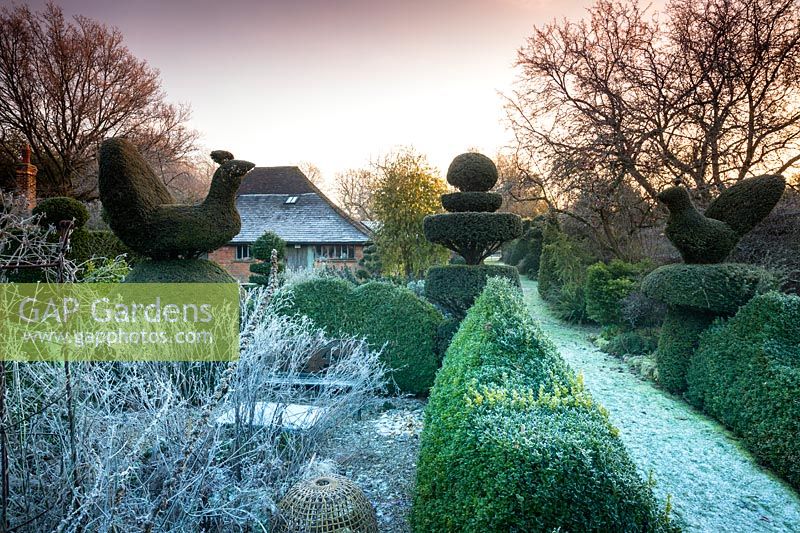 Ifaire fort et topiaire à Charlotte et Donald Molesworth's garden, Kent, UK.
