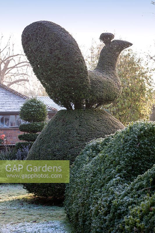 Topiaire de l'if paon à Charlotte et le jardin de Donald Molesworth, Kent, UK.