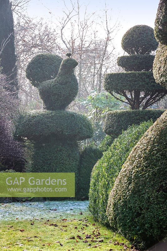 Ifaire fort et topiaire à Charlotte et Donald Molesworth's garden, Kent, UK.