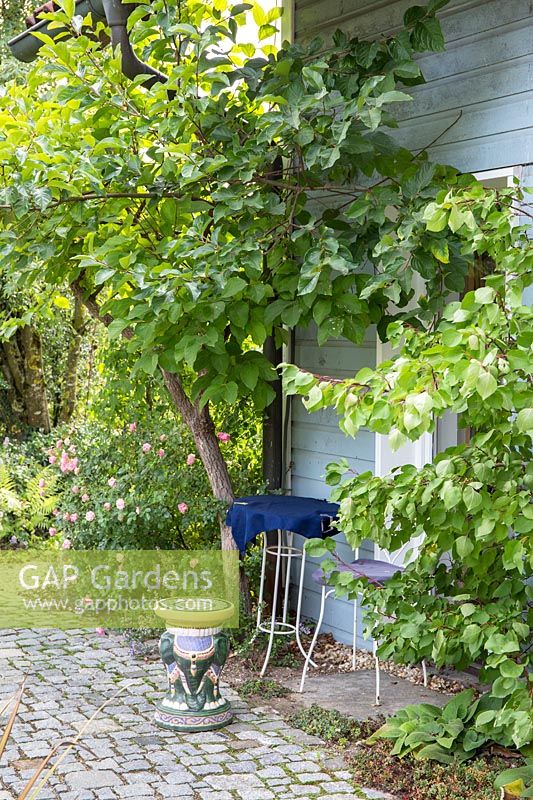 Dans le contexte de la maison en bois, une table et une chaise de bistrot sous un arbre sont situées à côté d'un chemin pavé de granit. Les plantes comprennent Diospyros kaki et Rosa 'The Fairy'