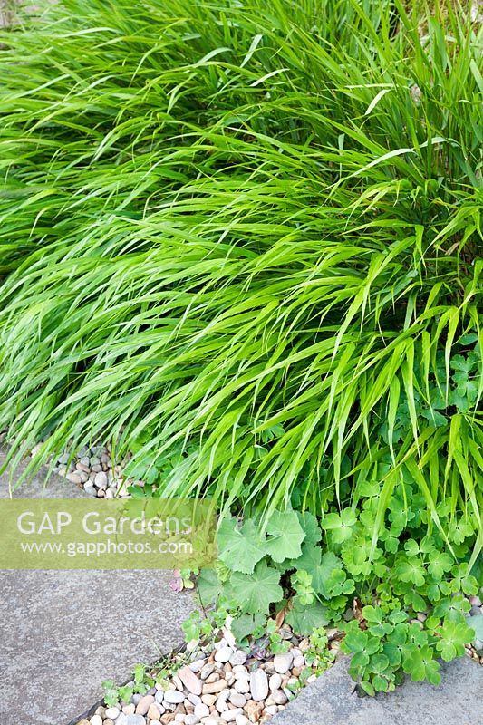 Hakonechloa macra 'Aureola' planté autour de la base d'un grand arbre.