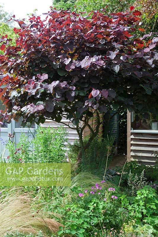 Un petit jardin de chalet moderne à faible entretien planté de vivaces auto-ensemencées. Une caractéristique Cercis canadensis «Forest Pansy» masque un hangar sous-planté de Stipa tenuissima, Geraniums et Astilbe.