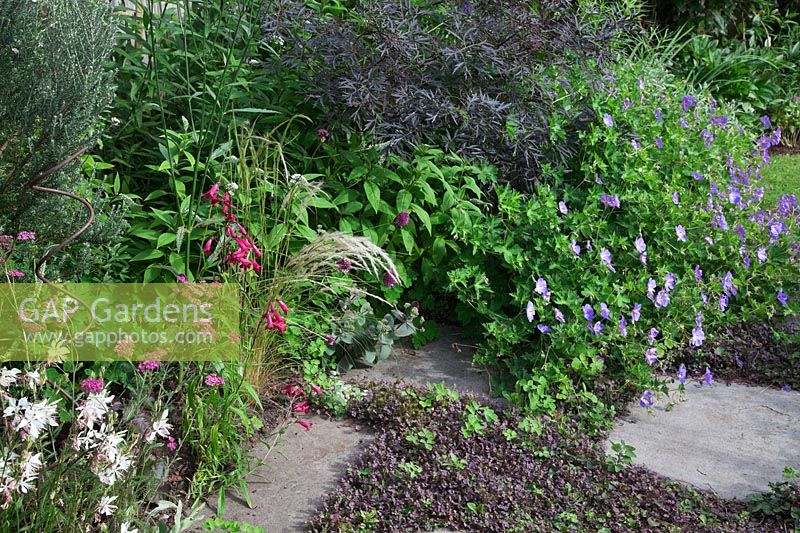 Un petit jardin de chalet moderne à faible entretien planté de vivaces auto-ensemencées.