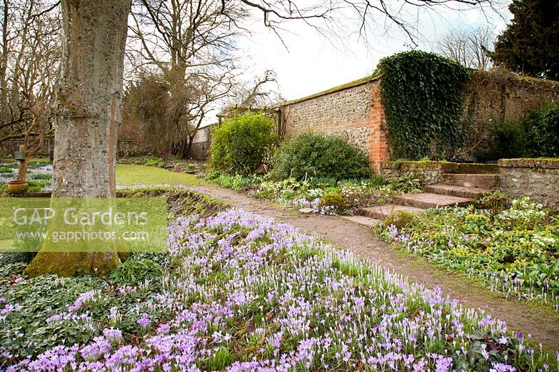Parcours à travers les crocus, les hellébores et les aconites de printemps. Jardin: Little Court, Winchester, Hampshire