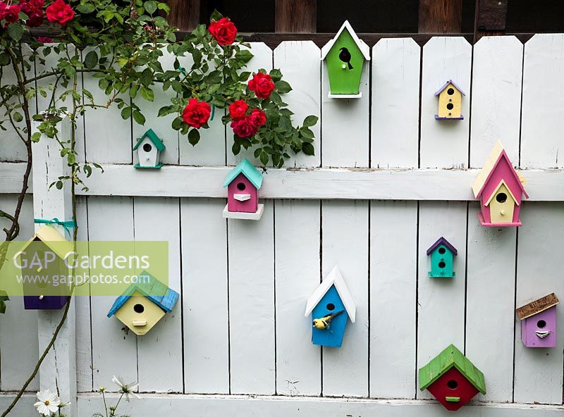 Sélection de boîtes d'oiseaux colorés sur clôture avec rosa rouge