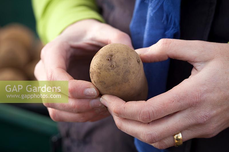 Chitting pommes de terre