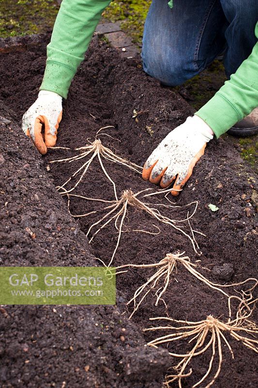 Planter un parterre d'asperges. Pose des couronnes sur les monticules et étalement