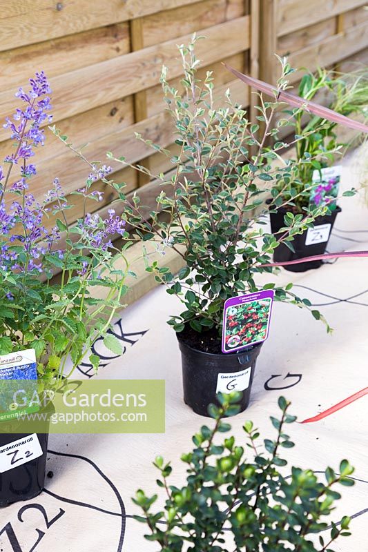 Plantes en pot étiquetées et placées sur un plan papier prêt pour le jardin sur un parterre de fleurs en rouleau